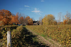 Vignoble