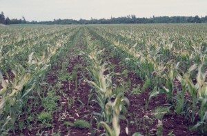 montpetit_3juillet1992_huntingdon