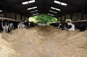 ferme_vaches