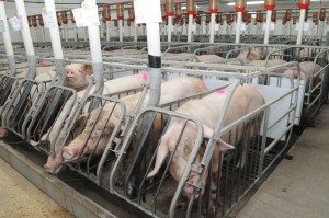 cage gestation