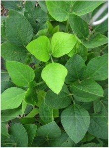 soya yellow flash