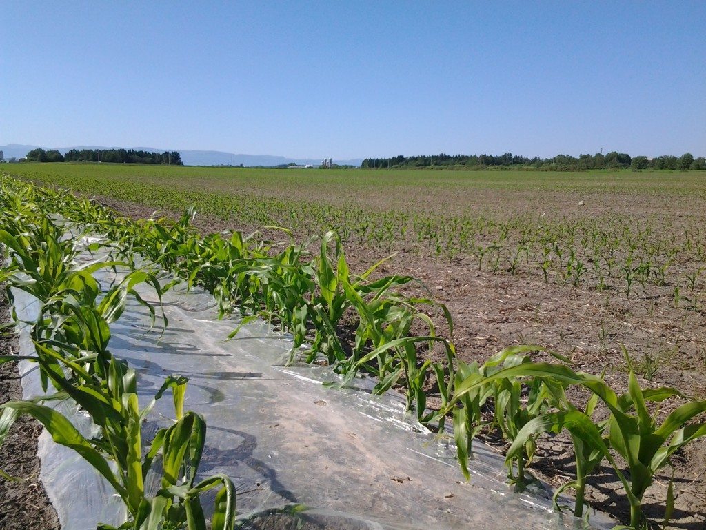 Photo du 20 juin. Le maïs sous plastique a été semé le 6 mai et celui en sol nu le 3 mai.