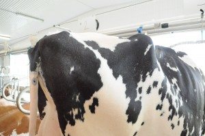 La croupe est idéale avec les ischions plus bas que la pointe des hanches.