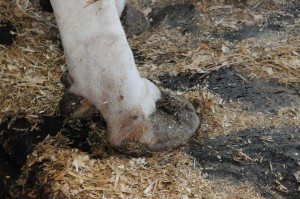 Les pieds de cette vache sont bons, mais ils manquent un peu de talon.