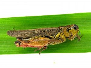 Criquet à pattes rouges - PHOTO : Laboratoire de diagnostic en phytoprotection — MAPAQ