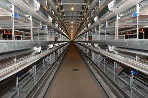 Les 1617 cages logeront 62 poules chacune. Elles sont dotées de perchoirs, de nids, de balances électroniques pour peser les poules et de pesées pour contrôler l’avancement automatique des œufs sur la courroie à œufs. Chaque cage est identifiée avec un code de couleur.