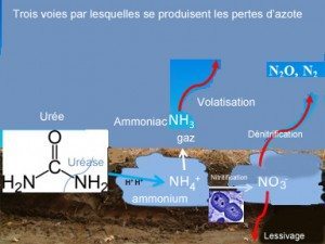 Source : Ministère de l'Agriculture et de l'Alimentation de l'Ontario