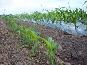 Une fois qu'il perce la pellicule, le plant de maïs « explose ».