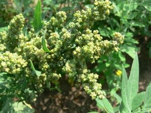 Épis de quinoa immatures - PHOTO : MAAO
