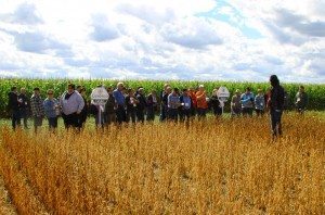 Les efforts pour convaincre plus de producteurs de semer du soya OGM ont porté leurs fruits. PHOTO : André Dumont