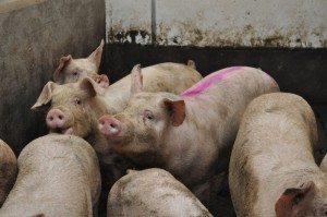 Photo: Marie-Josée Parent