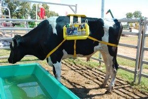 Le méthane est récupéré des tubes digestifs des vaches. Source: Fast Company