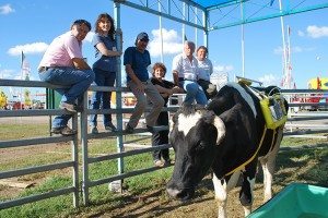 Un organisme brésilien voulait démontrer qu'il était possible tirer profit du méthane produit par les vaches. Source: Fast Company
