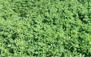 Population plus de 55 tiges / pi 2. Photo fournie par Jean-Yves Cloutier de Pedigrain.