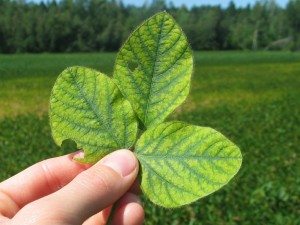 Feuilles de soya carencé en manganèse. PHOTO : Brigitte Duval, MAPAQ