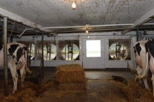 ventilation vaches