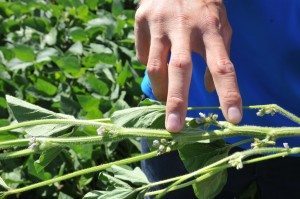 Soya dans un champ de Saint-Esprit, dans Lanaudière, le 10 juillet 2014. PHOTO : Yvon Thérien