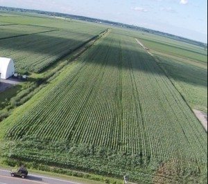 Sous les traces du tracteur ayant tiré le vibro, les croix sont d'une à deux journées en retard.