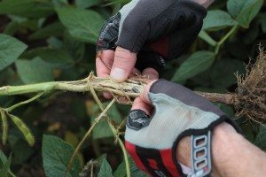 Tige de soya affectée par la sclérotiniose. PHOTO : André Dumont