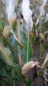 La moitié supérieure des feuilles de ce plant de maïs a subi des dommages par le gel. PHOTO : Gilbert Brault, Semences Pride