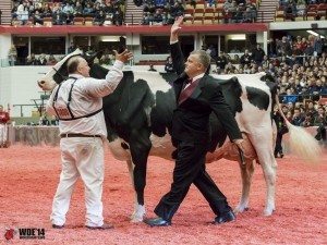 La grande Championne, RF Goldwyn Hailey (Goldwyn) de Gen-Com Holsteins. Source: The Bullvine 