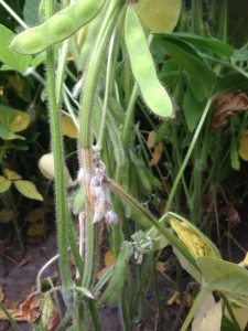 PHOTO : Marie-Eve Rheault, DuPont Pioneer