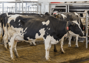 vaches