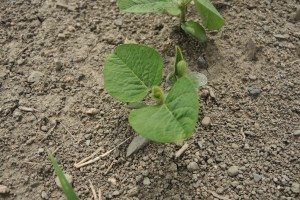 Le 27 mai, les plants étaient au stade unifolié avancé