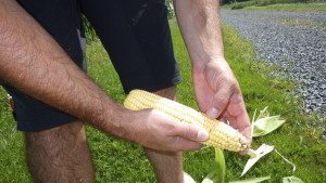 Échantillonnage d'un épi de maïs. PHOTO : André Dumont