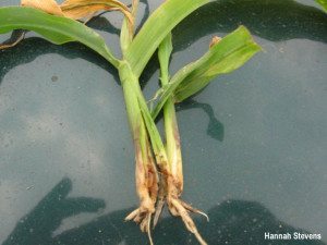 Point de croissance de maïs sucré affecté par des larves de mouche des semis. PHOTO : MAAARO