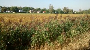 Bande de phragmite a controler