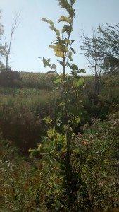 Un jeune orme pour remplacer les vieux qui meurent