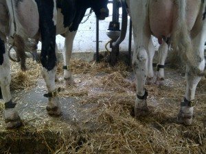 PHOTO: AGRINOVA