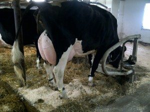 PHOTO: AGRINOVA