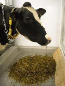 L'alimentation des vaches laitières peut être améliorée grâce à un apport bien dosé d'acides aminés essentiels. PHOTO: AAC