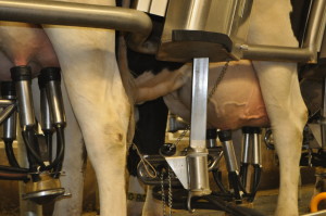 Cette nouvelle approche alimentaire permet aux vaches laitières de produire autant de lait et de protéines laitières mais en consommant moins de protéines brutes. PHOTO: AAC