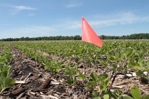 Parcelle de soya à taux variable