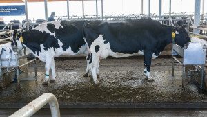 Vaches qui boivent