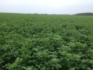 Source: Christian Duchesneau