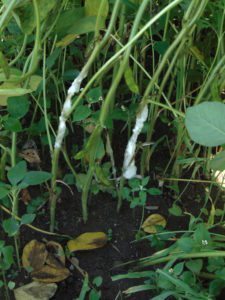 La pression de la maladie est déjà très présente dans une parcelle de Saint-Augustin, près de Québecé Source: Jean-François Foley, agronome chez BASF