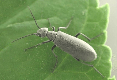 Méloé cendré au stade adulte Source`Laboratoire de diagnostic en phytoprotection, MAPAQ