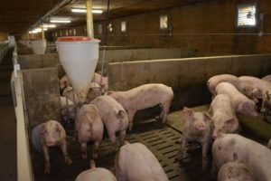 porc DEL