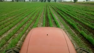 La clôture végétale de 50 cm est en place.