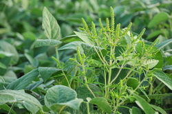 Petite herbe à poux dans un champ de soya