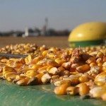 C’est ce qui arrive quand la benne de la batteuse est pleine et qu’on ralentit un peu trop vite! Une petite pluie de maïs sur la cabine…