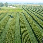 PHOTO : Dean Glenney - Vue aérienne des champ en cultures intercalaires de Dean Glenney, à Dunnville, dans le sud de l'Ontario.