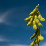 Marché des grains: Le soya remonte