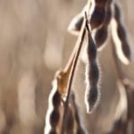 Vers une récolte moyenne pour le soya