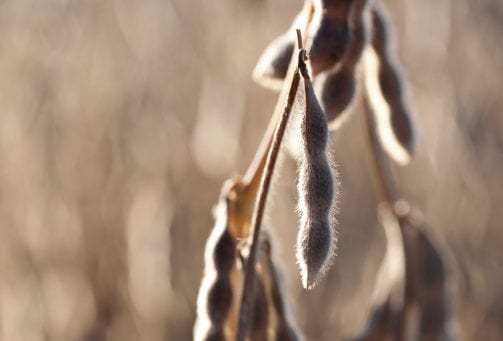 Vers une récolte moyenne pour le soya
