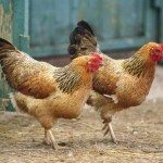 Un autre État américain bannit les oeufs de poules en cages